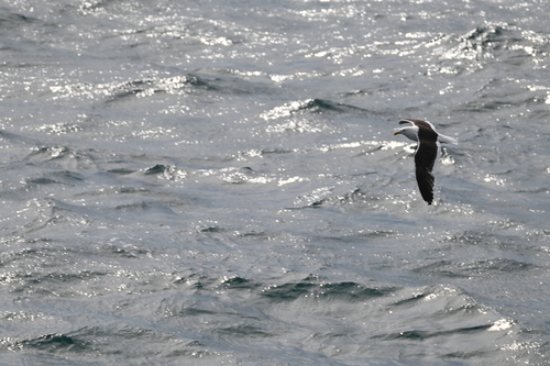 Kelp Gull (Larus dominicanus), photo 8