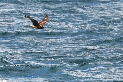 Swamp Harrier (Circus approximans), photo 2