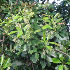 Buchanania arborescens