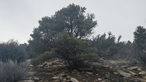 Pignolia