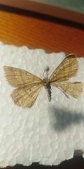 Isturgia murinaria