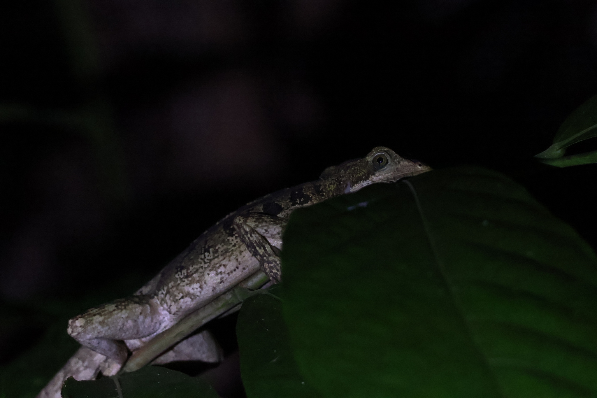 Basiliscus vittatus Wiegmann, 1828