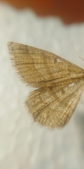 Isturgia murinaria