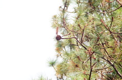 Pinus pseudostrobus