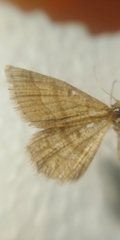 Isturgia murinaria