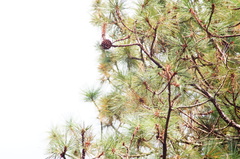 Pinus pseudostrobus