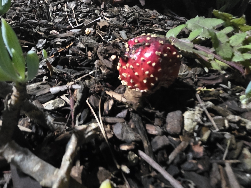 Amanita muscaria flavivolvata · January 2026 · photo: © katherinescott1 (iNaturalist, cc-by)