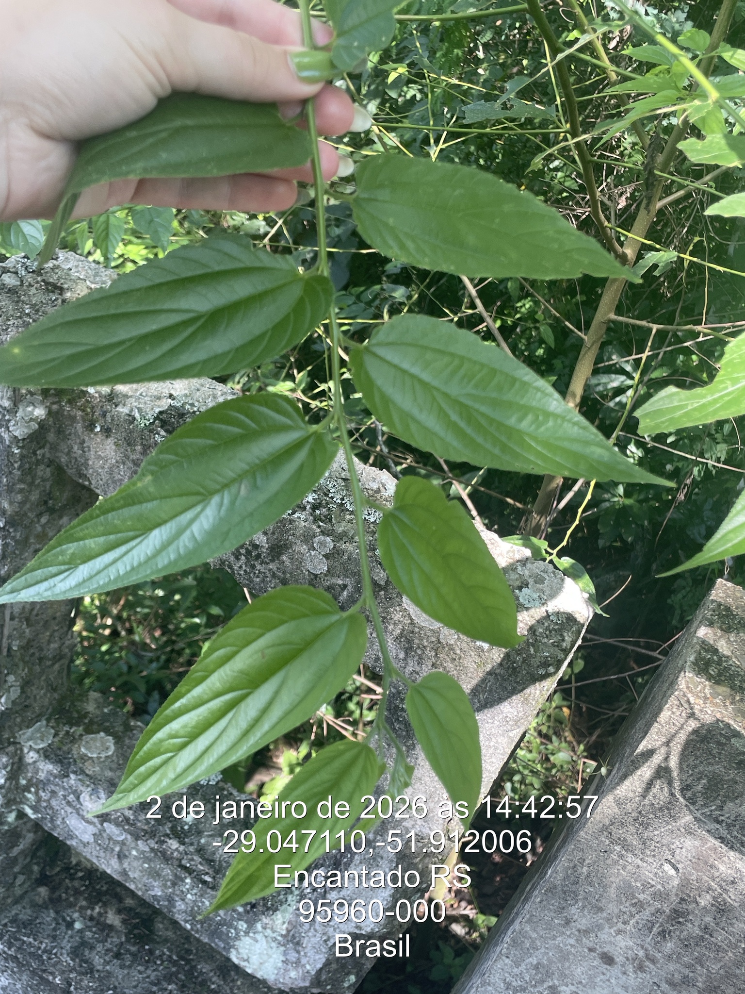 Trema micranthum
