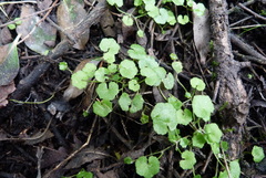 Hydrocotyle heteromeria