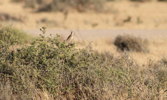 Cincloramphus cruralis