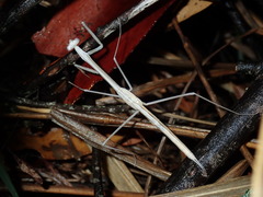 Archimantis brunneriana