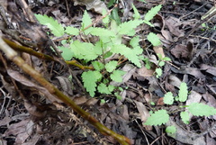 Urtica perconfusa