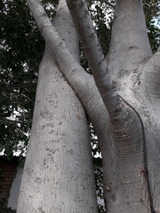 Ficus petiolaris palmeri