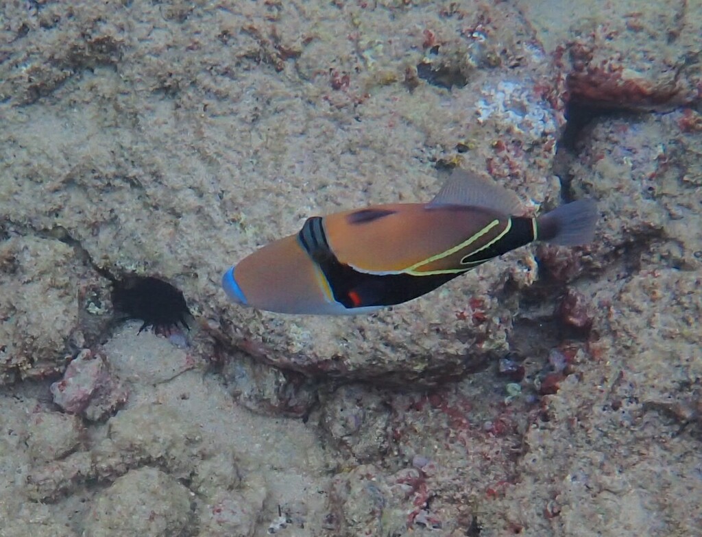 Wigstaart-trekkervis (Rhinecanthus rectangulus) — Balistidae