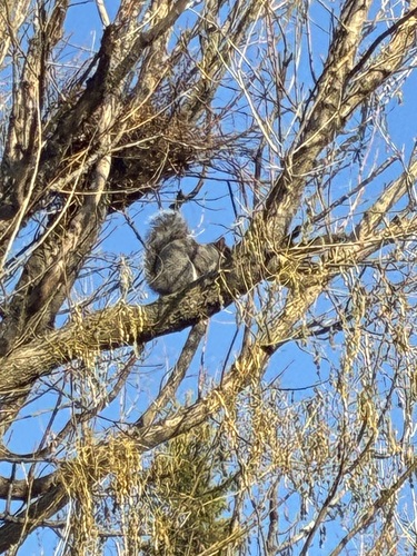 Eastern Gray Squirrel