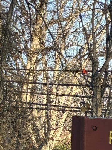Northern Cardinal