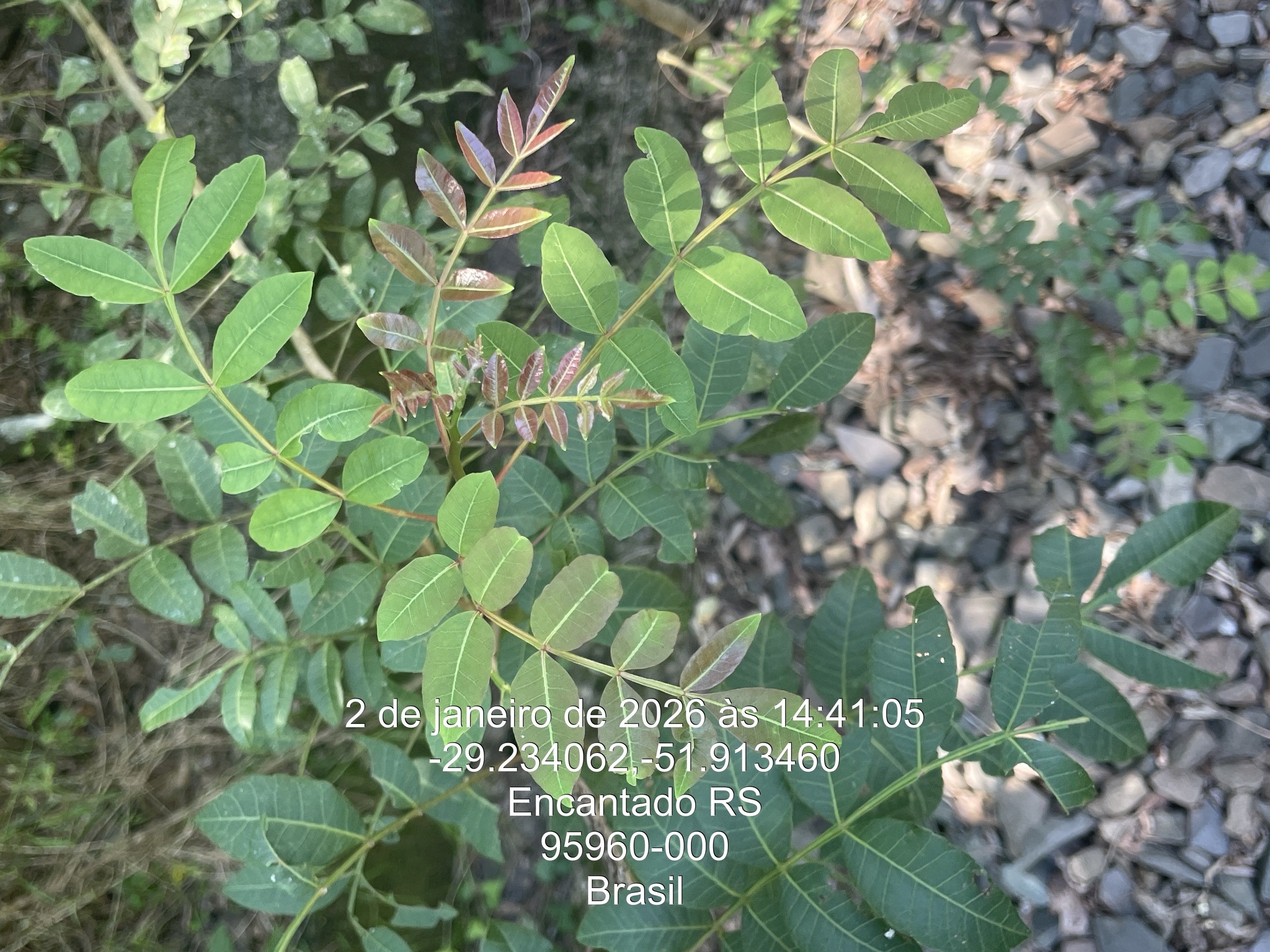 Schinus terebinthifolia