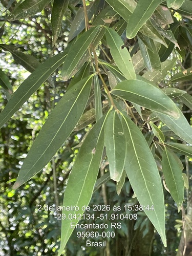 Foto de Canela-guaicá