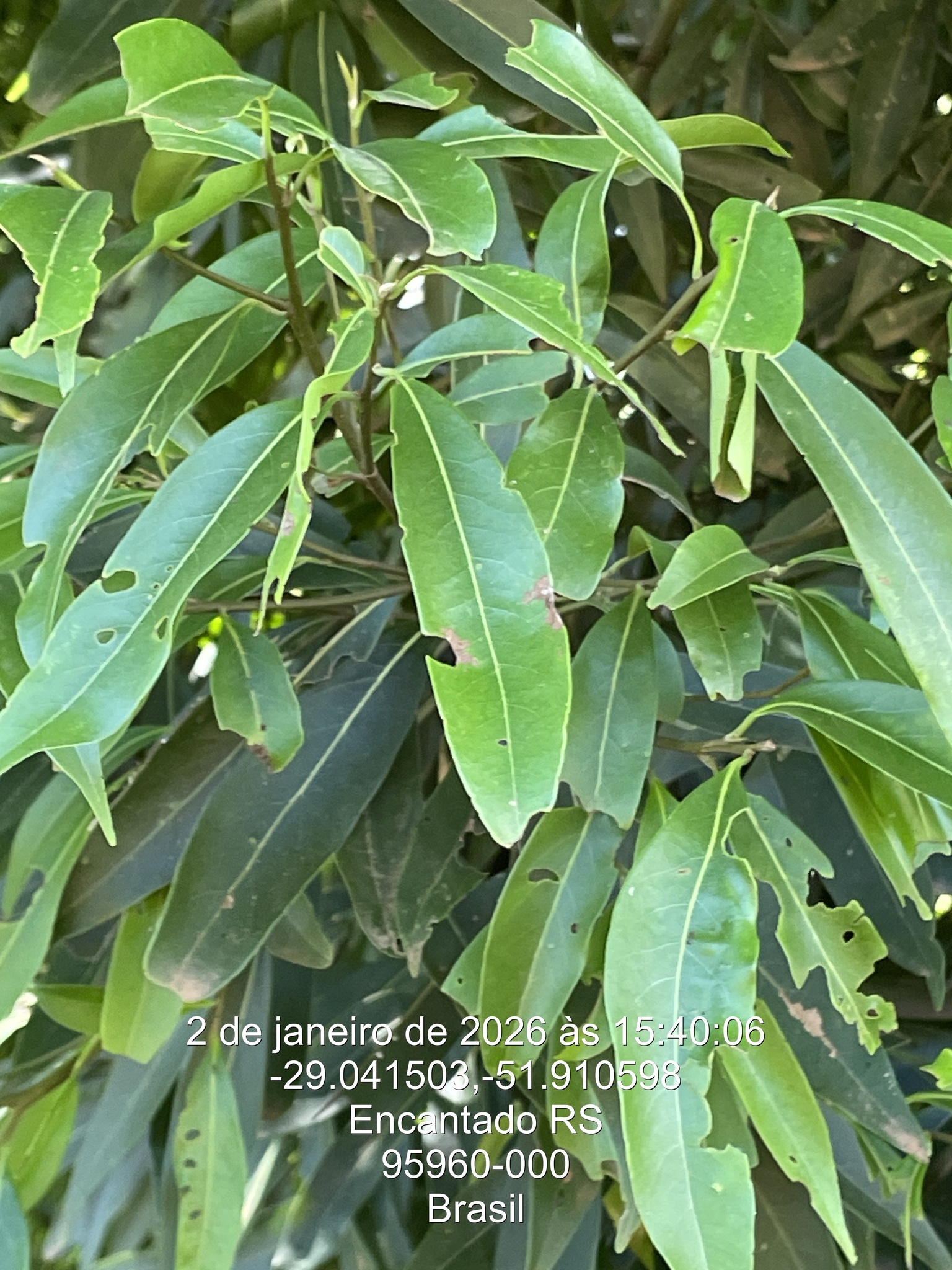 Imagem de Canela-guaicá