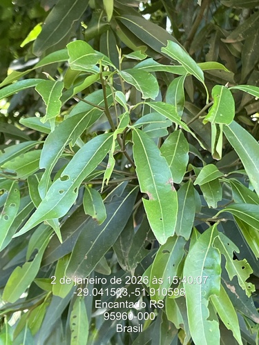 Foto de Canela-guaicá