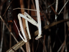 Archimantis brunneriana