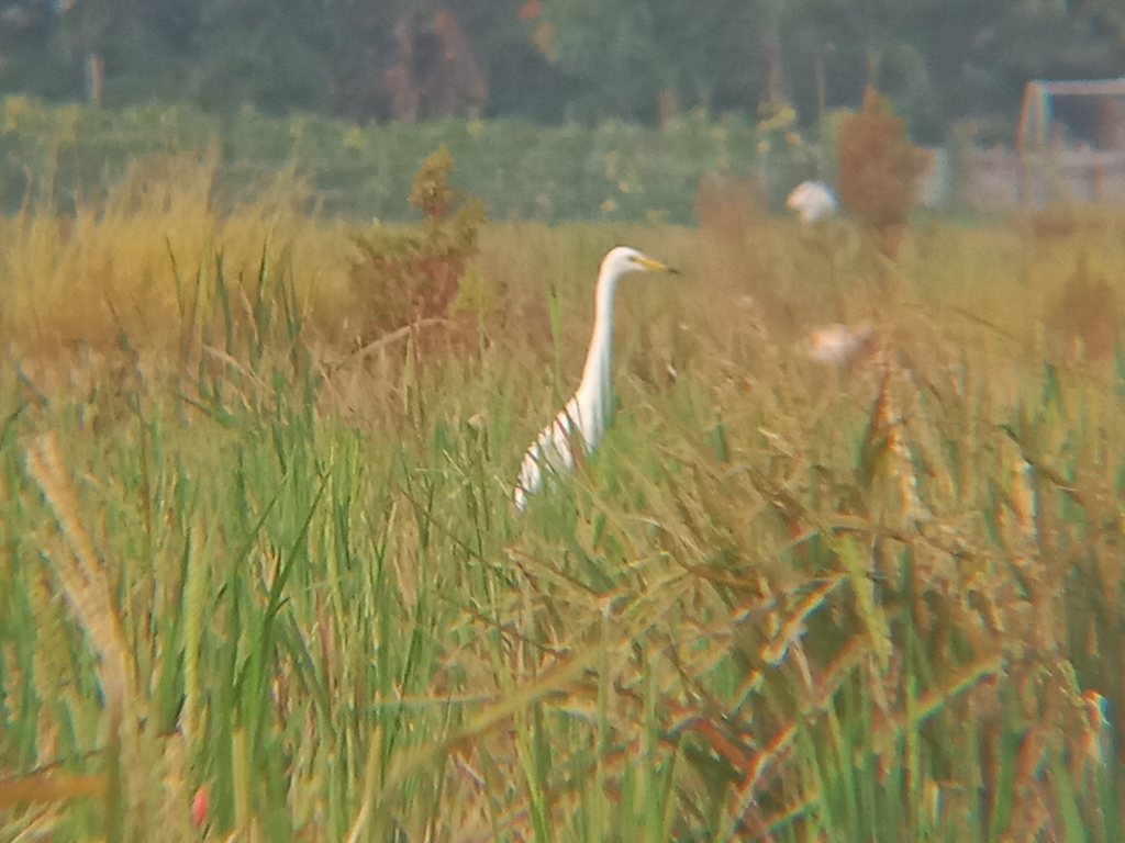 intermediate egret (Egretta intermedia)