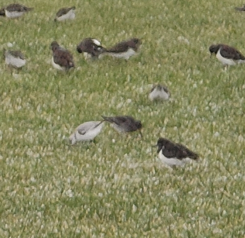 Ruddy Turnstone (Arenaria interpres), photo 4