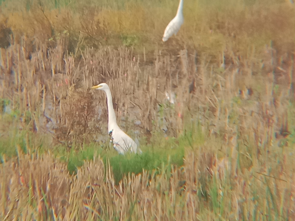 intermediate egret (Egretta intermedia)
