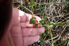 Muehlenbeckia australis × complexa