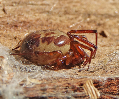 Steatoda nobilis