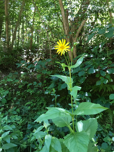 iNaturalist observation photo of cup plant