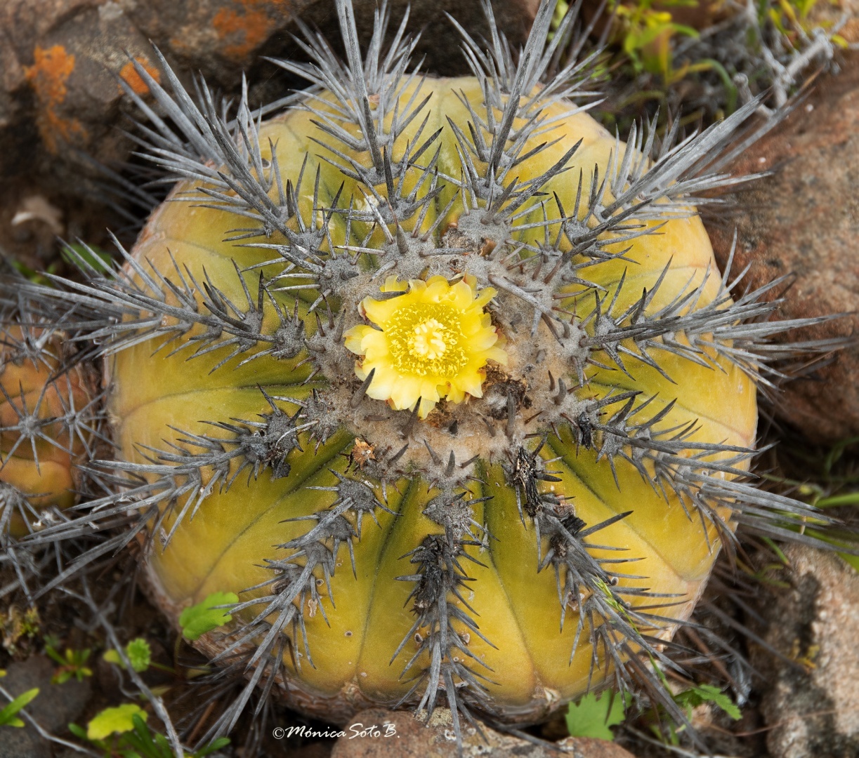 Copiapoa echinoides