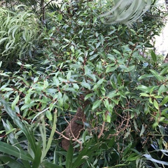 Metrosideros tremuloides