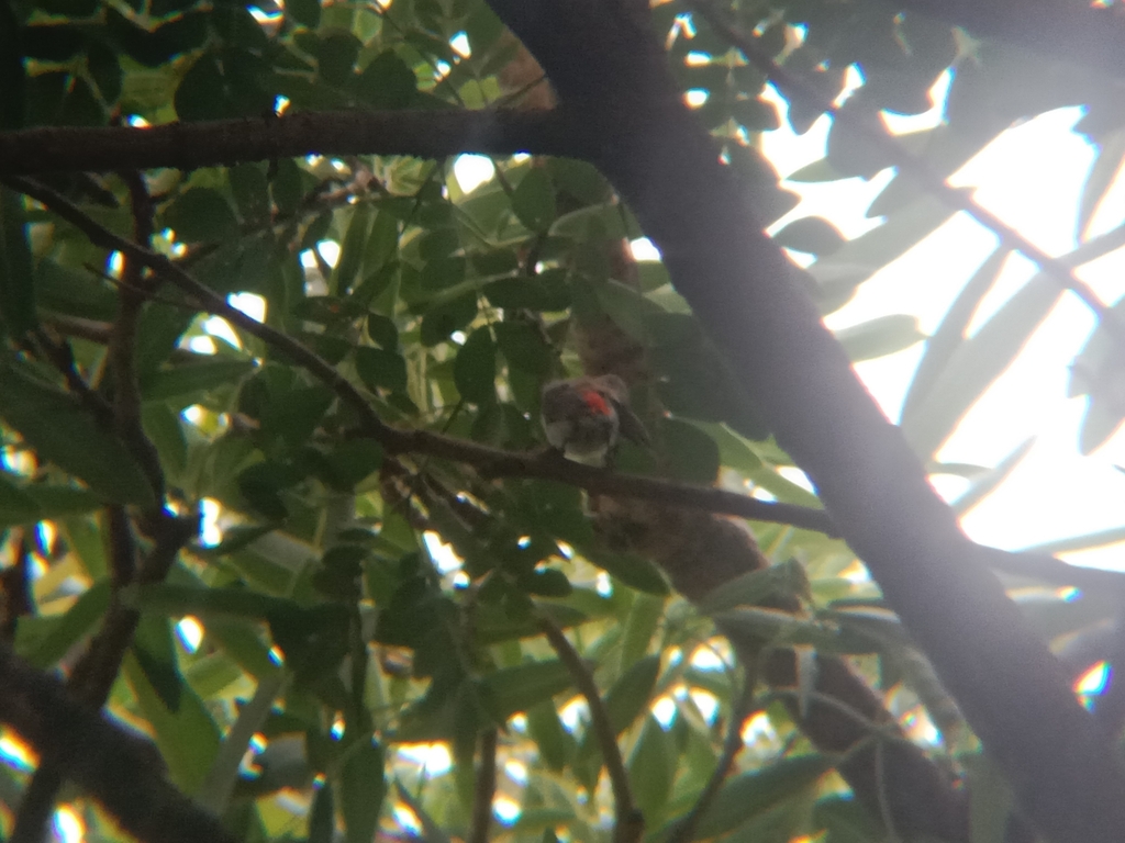 Scarlet-headed Flowerpecker (Dicaeum trochileum)