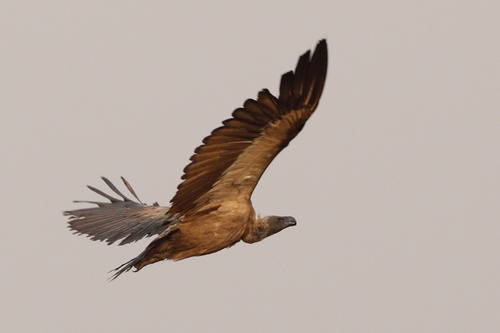 White-backed Vulture