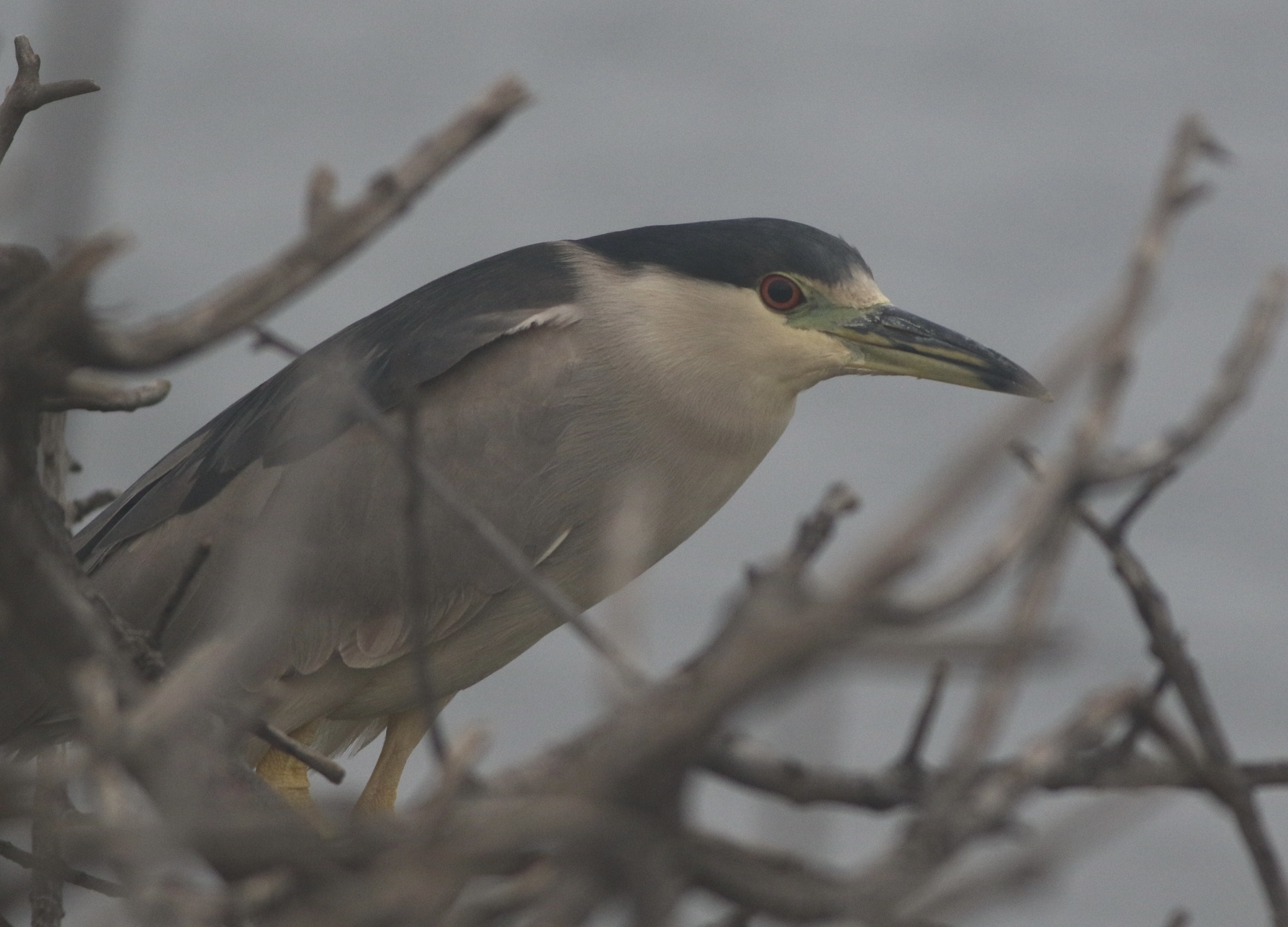 Black-crowned Night Heron (Nycticorax nycticorax), photo 3