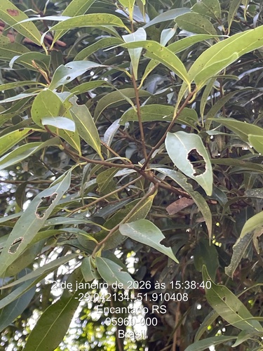 Foto de Canela-guaicá