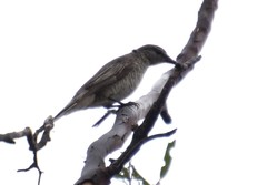 Edolisoma tenuirostre