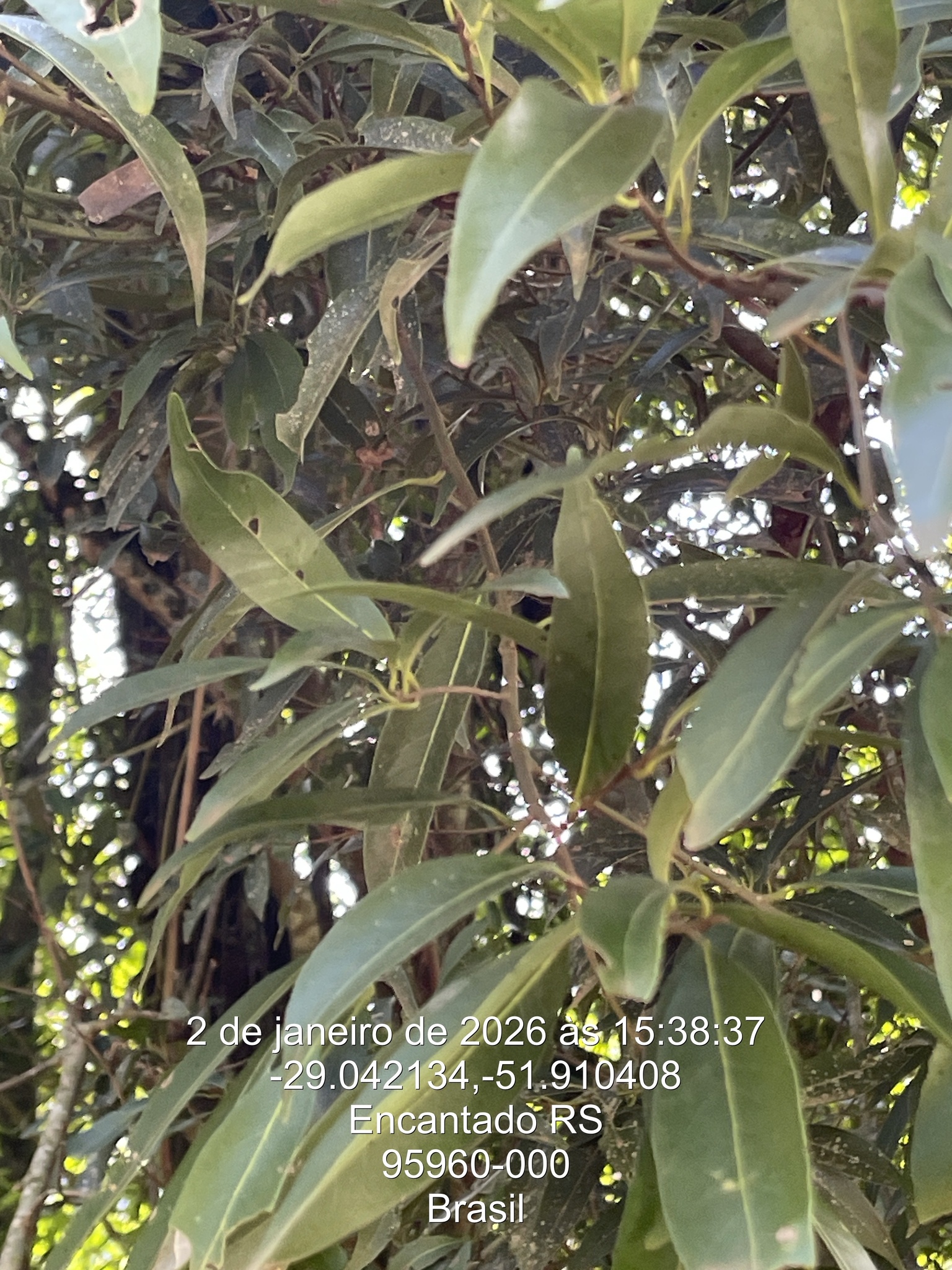 Imagem de Canela-guaicá