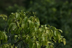Psychotria mariniana