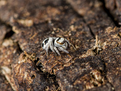 Pellenes geniculatus