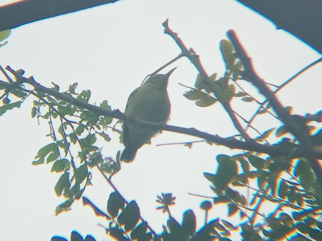 Burung-madu kelapa (Anthreptes malacensis)