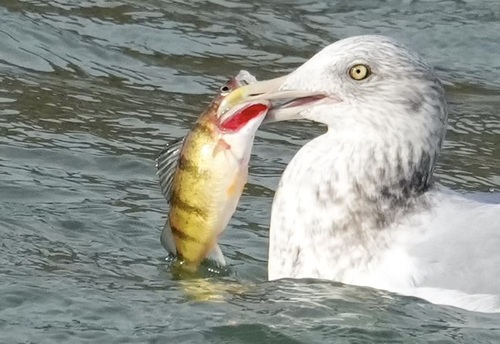 Yellow perch (Perca flavescens) — Percidae — 5