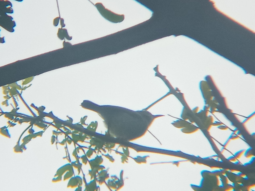 Brown-throated Sunbird (Anthreptes malacensis)