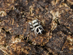 Pellenes geniculatus