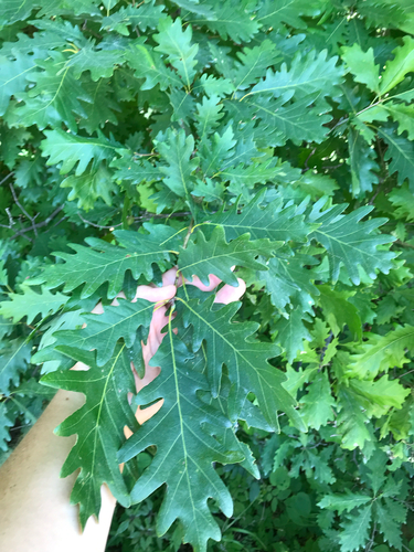 iNaturalist observation photo of Quercus × hillii