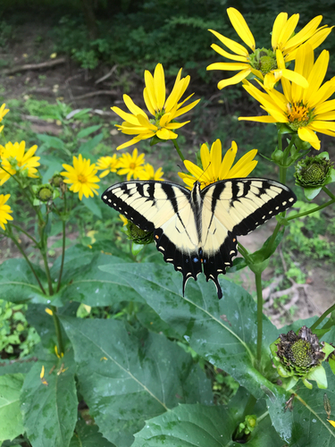 iNaturalist observation photo of Eastern Tiger Swallowtail