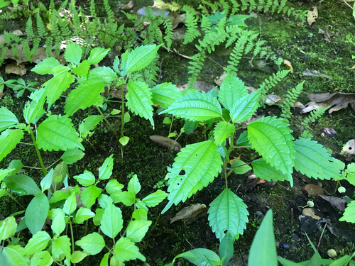 iNaturalist observation photo of Canada clearweed