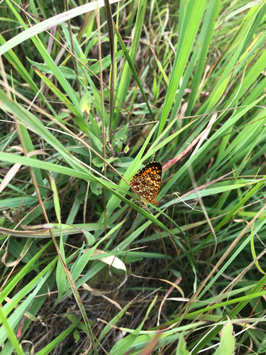 iNaturalist observation photo of American Silver-bordered Fritillary