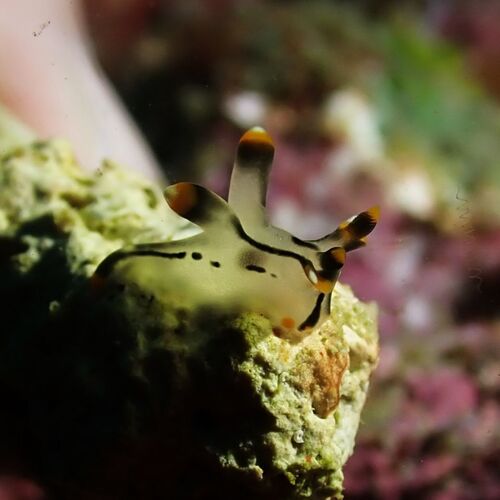 Thecacera picta